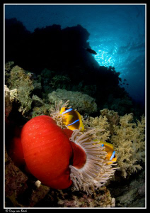 Red anemone and anemone fish XVI by Dray Van Beeck 